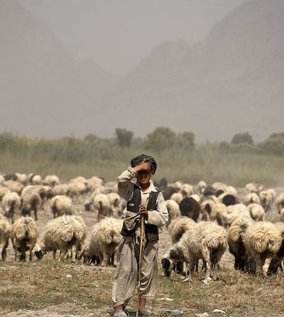 A young Afghan shepherd in the Arghandab River Valley, Kandahar province, Afghanistan.