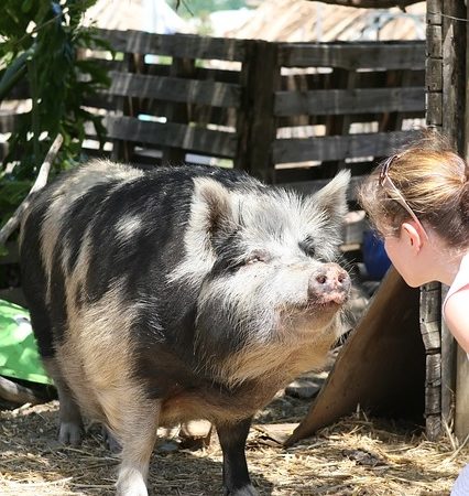 A person coming face-to-face with a pig.