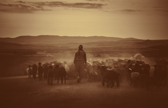 Iranian shepherd walking with sheep