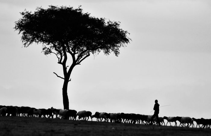 Masai shepherd with sheep