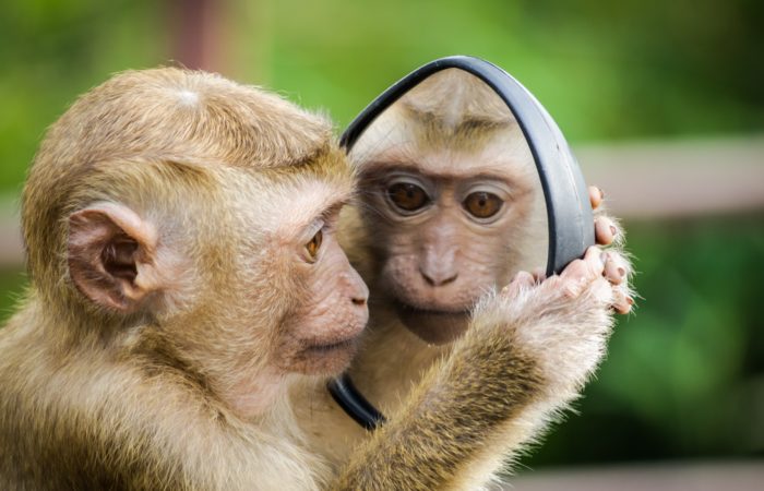 Little tan and white monkey looking at itself in the mirror