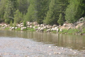 Sheep by water in Montana