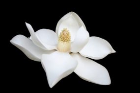 A closeup of a white magnolia