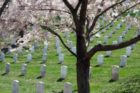A cherry blossom tree in Arlington National Cemetery