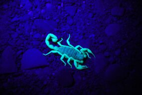 A scorpion in a fish tank under UV light, making it glow aqua