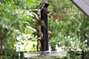 A number of goldfinches on Mark Roberts' birdfeeder