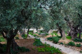 A path leading through the Garden of Gethsemane
