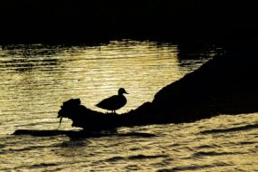 A duck on a log in a river, silhouetted against the sun