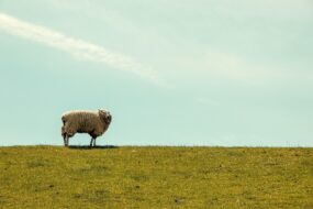 A sheep standing alone on a hillside