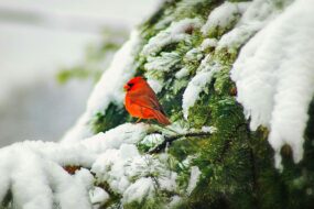 A cardinal on a pine tree covered with snow